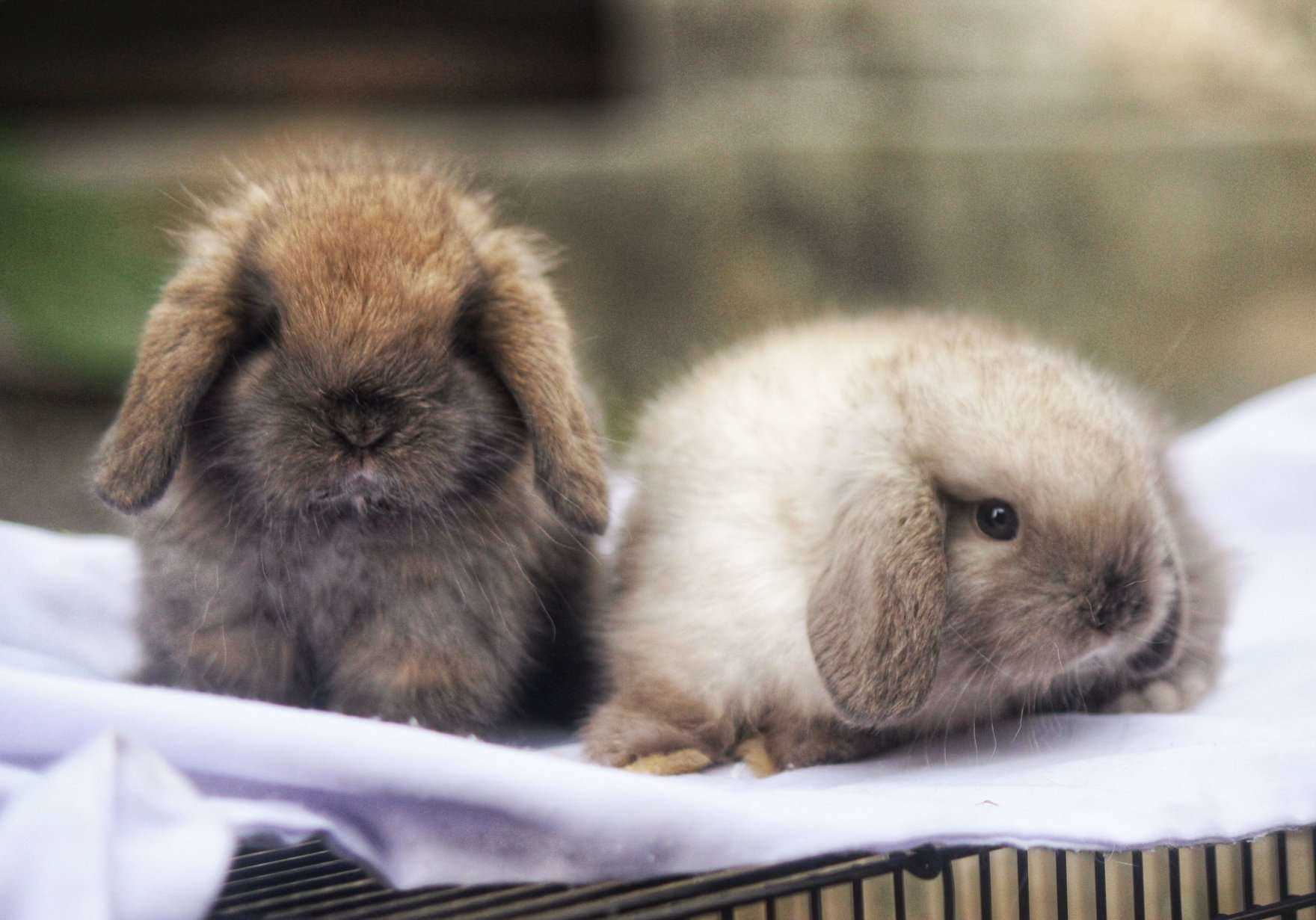 Mini Lop Bunnies