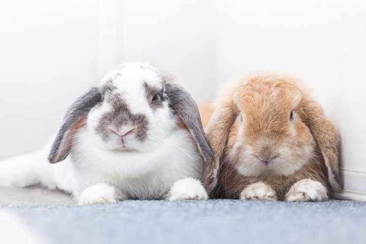 Bunnies For Sale In India