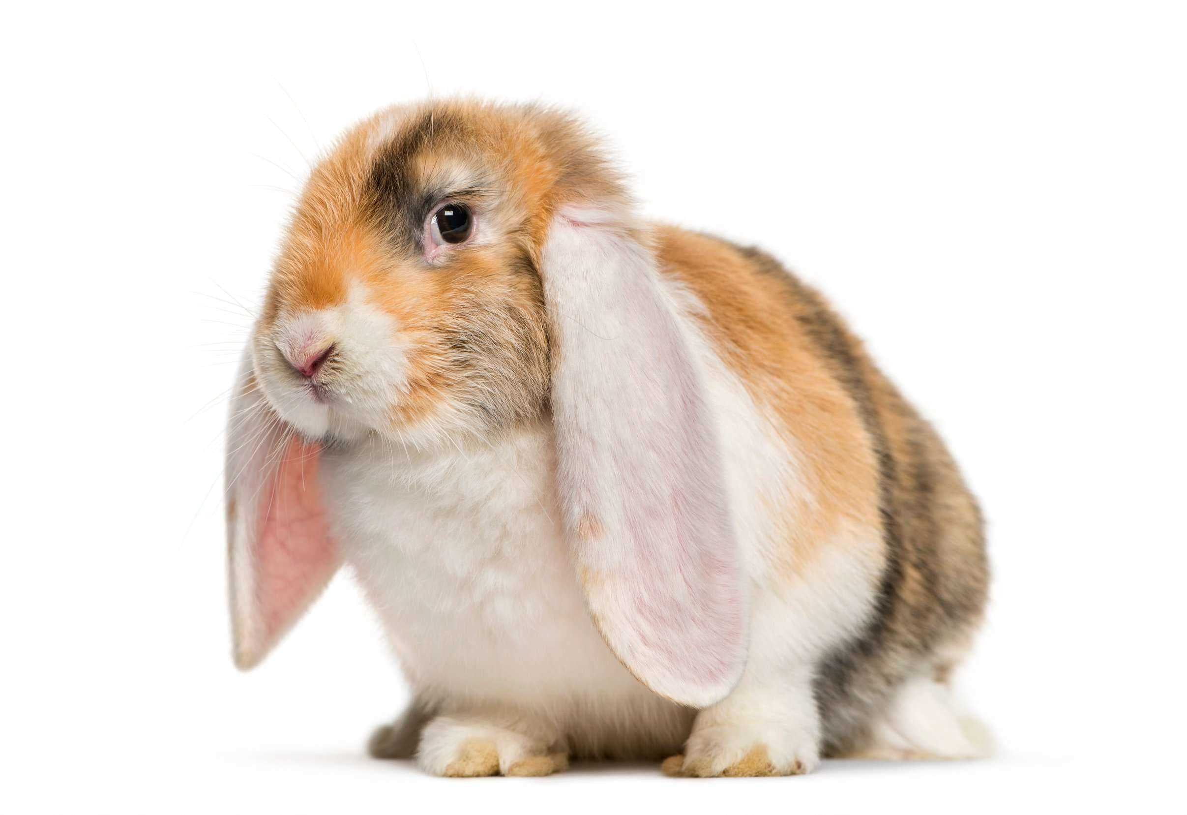 Bunnies For Sale In India