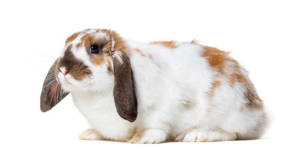 Bunnies For Sale In India