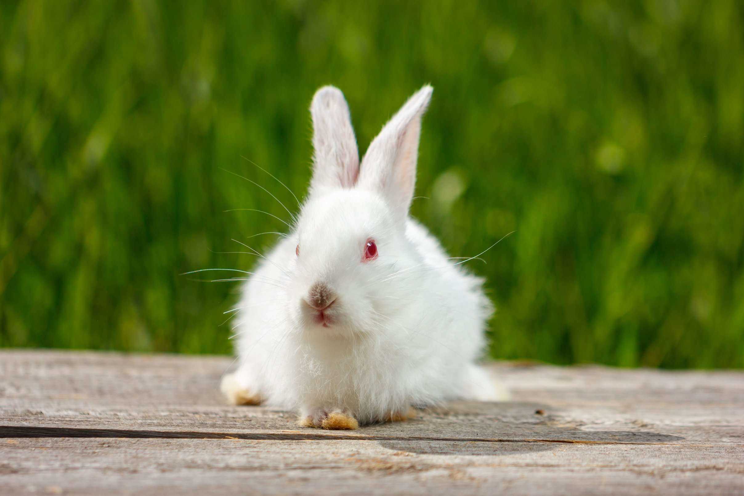 Rabbits For Sale In India