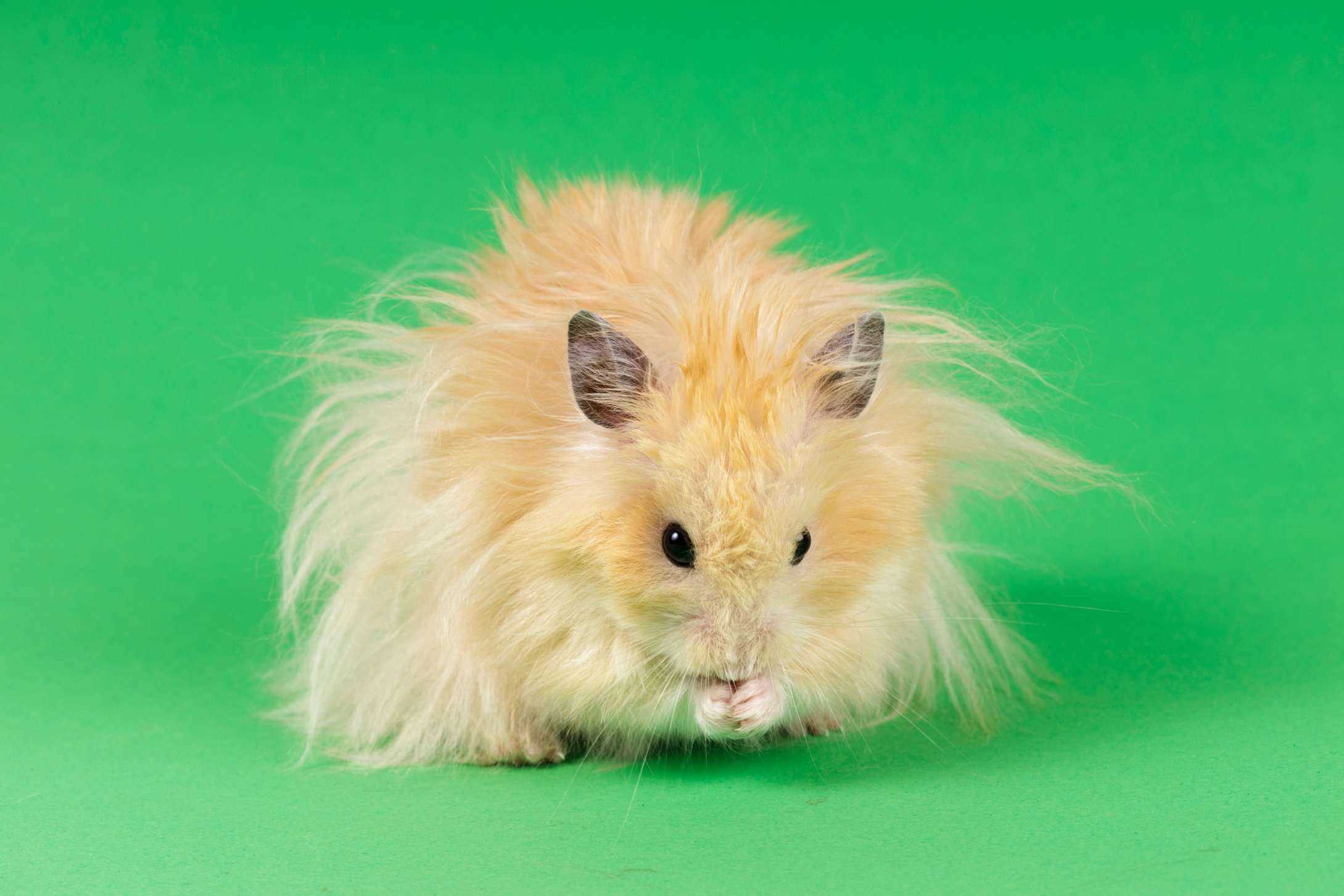 Hamsters For Sale In India
