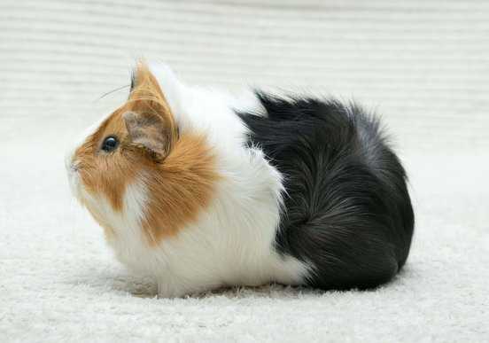 Guinea Pigs For Sale In India