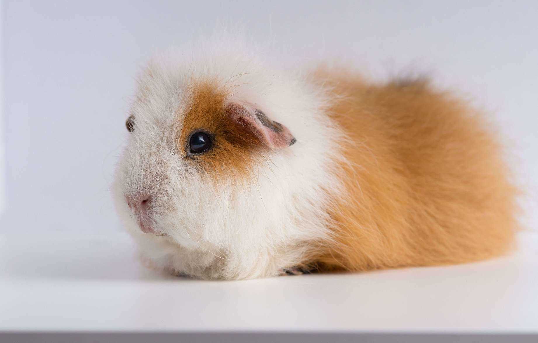 Guinea Pigs For Sale In India