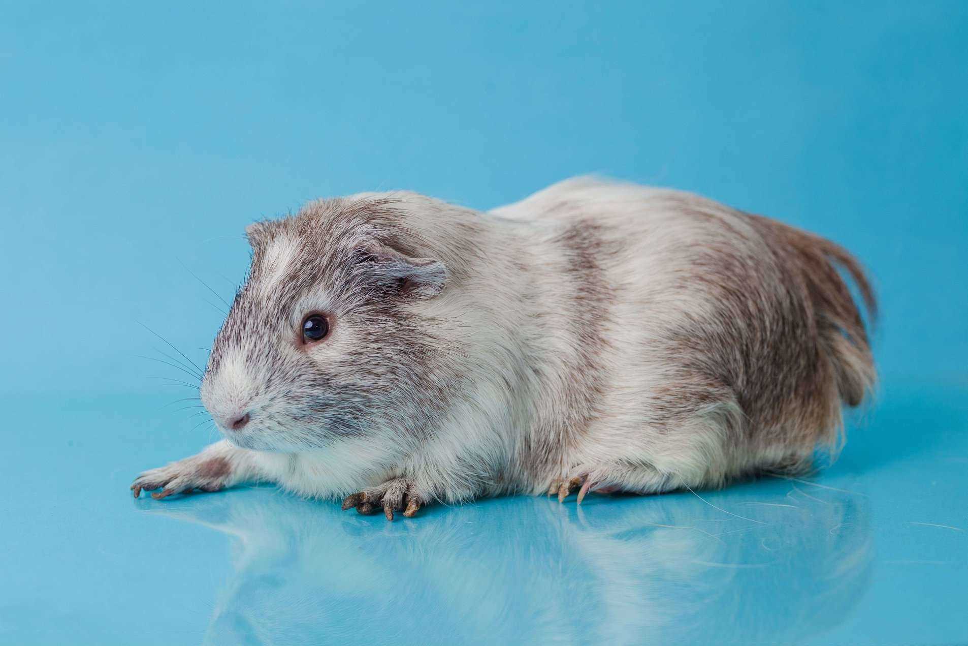 Guinea Pigs For Sale In India