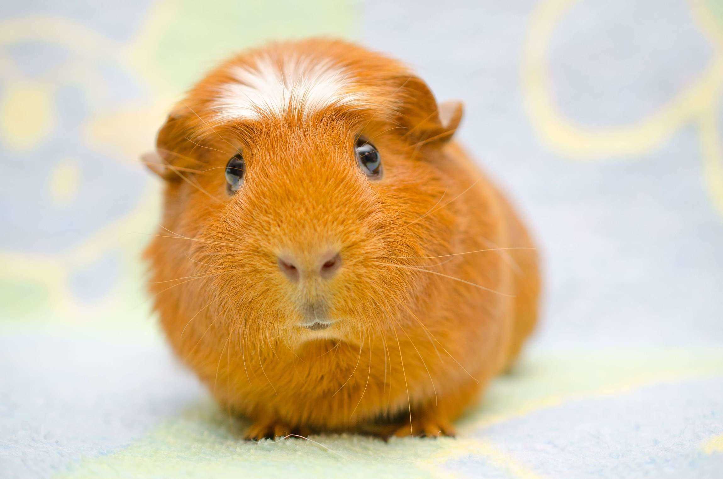 Guinea Pigs For Sale In India