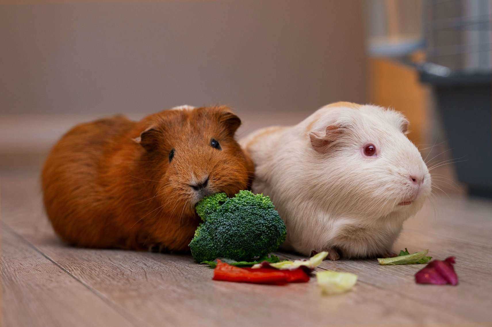 Guinea Pigs For Sale In India