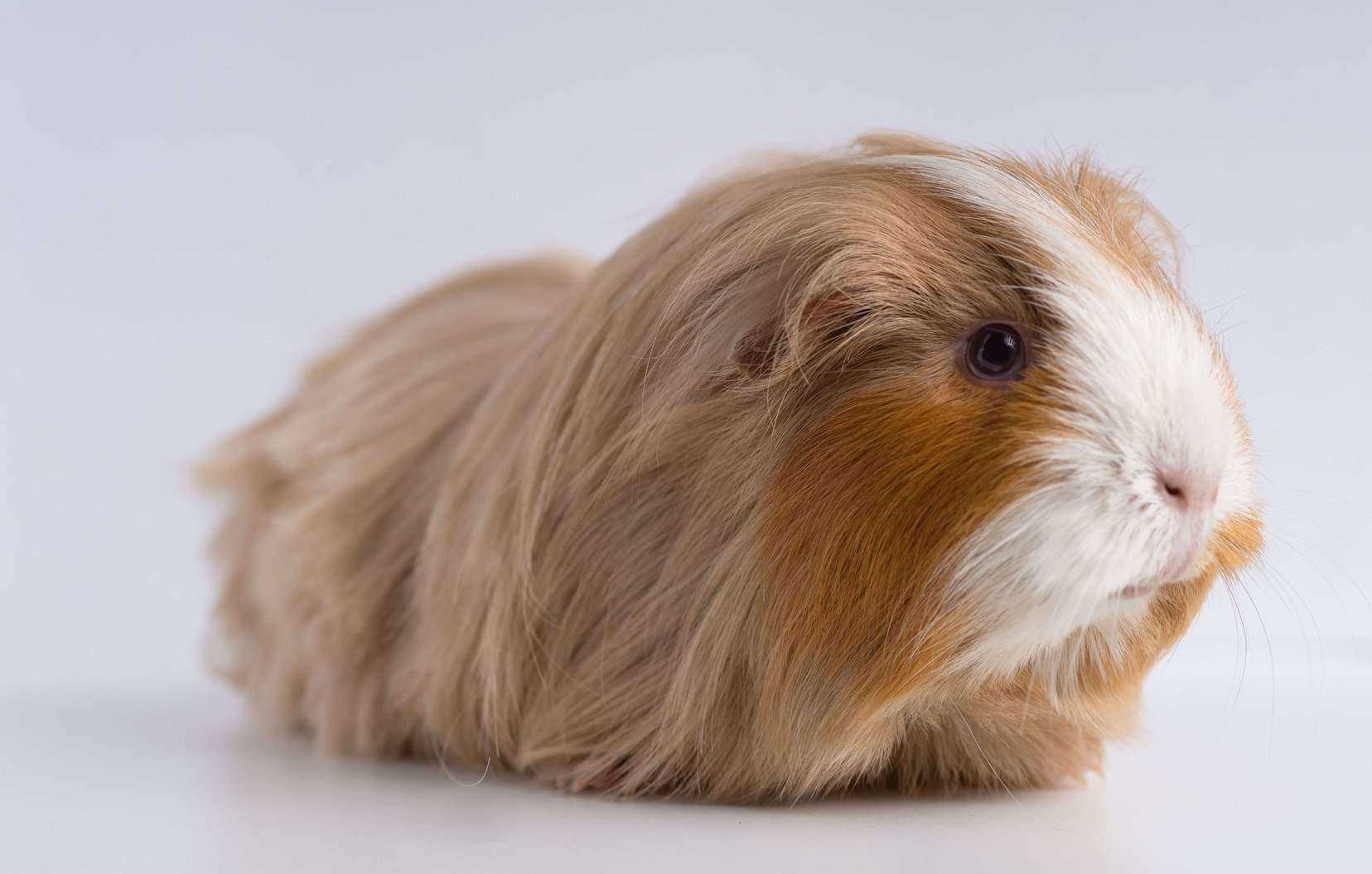 Guinea Pigs For Sale In India