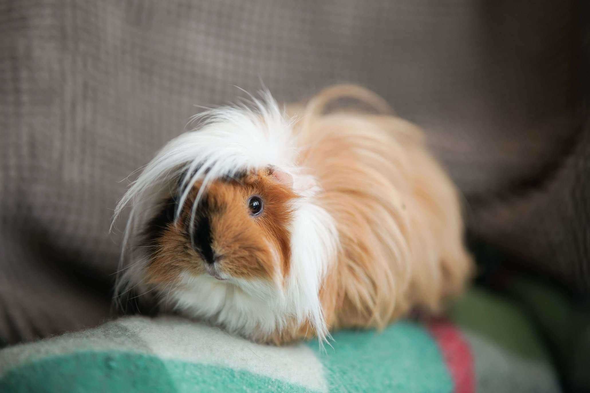 Guinea Pigs For Sale In India