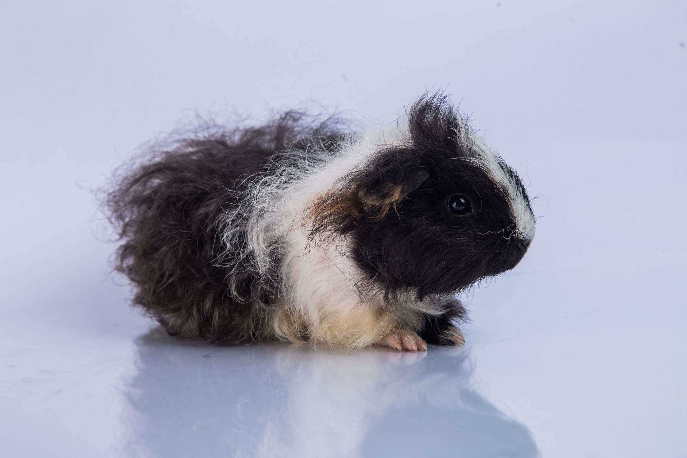 Guinea Pigs For Sale In India