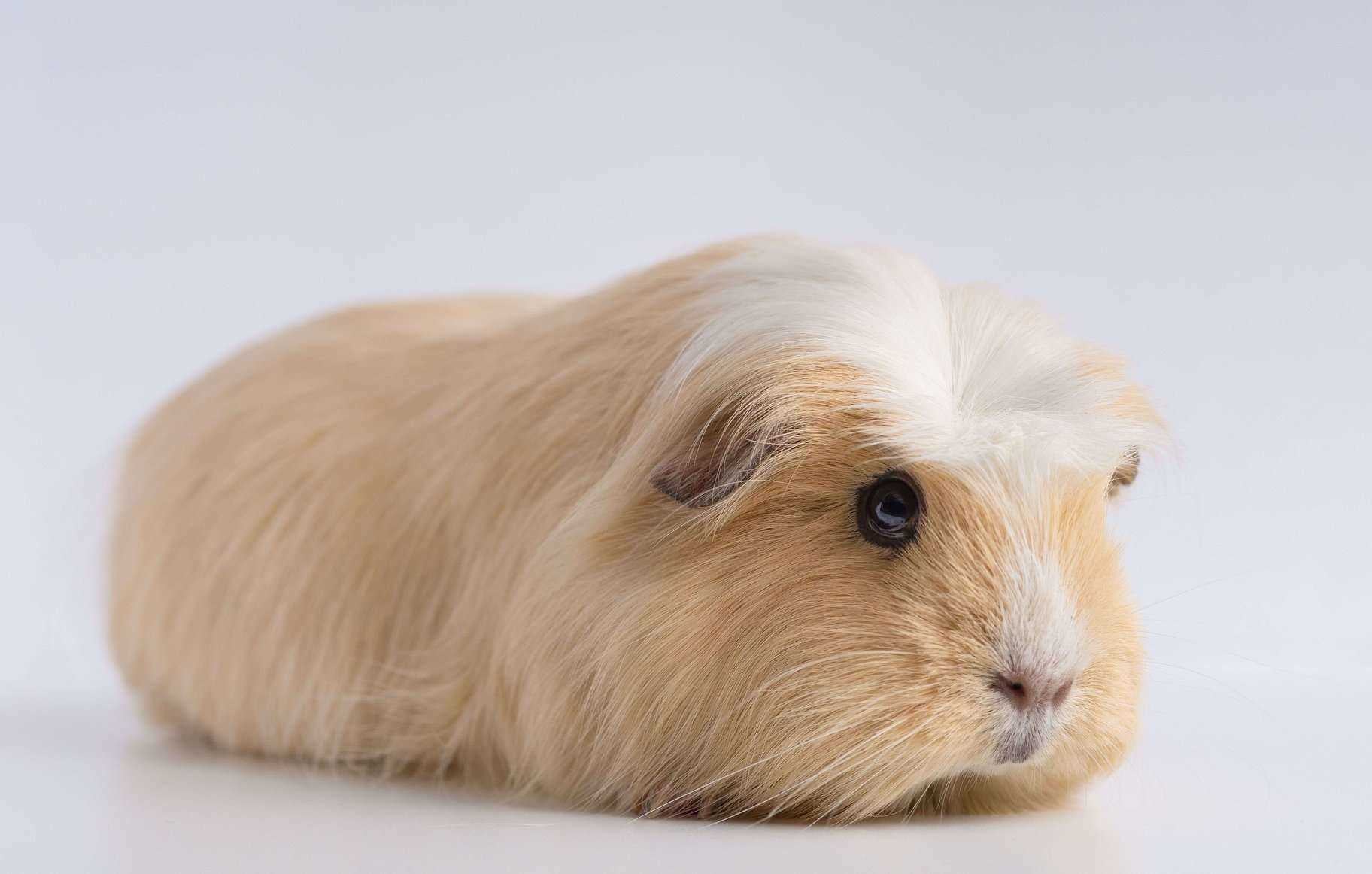 Guinea Pigs For Sale In India
