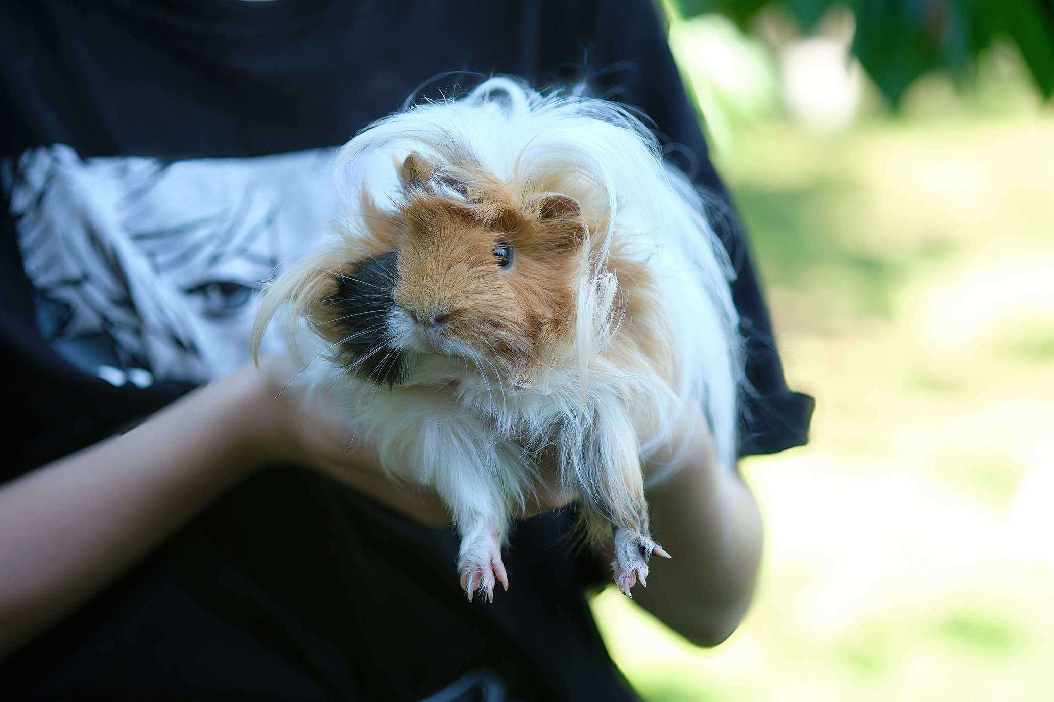 Guinea Pigs For Sale In India