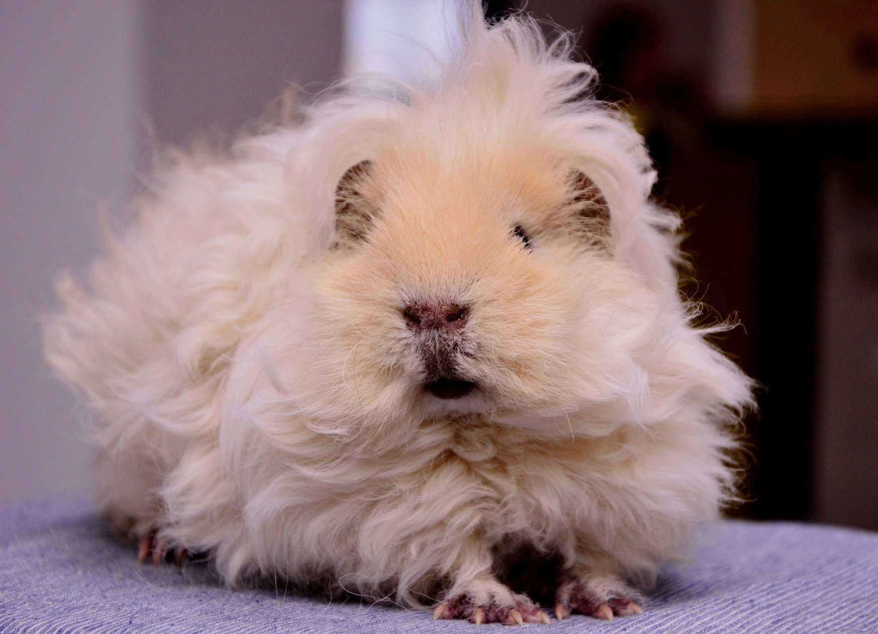 Guinea Pigs For Sale In India