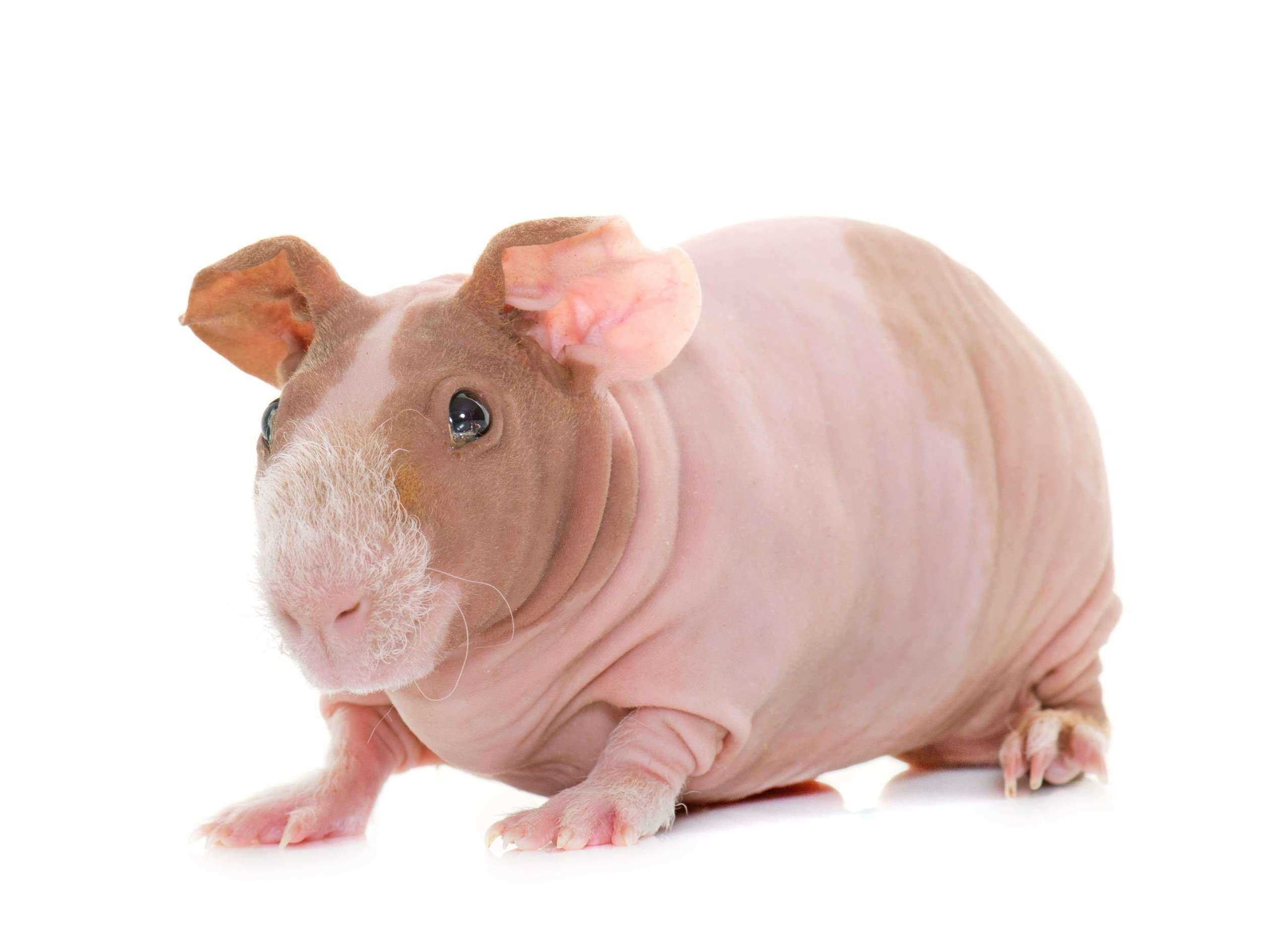 Hairless Guinea Pig