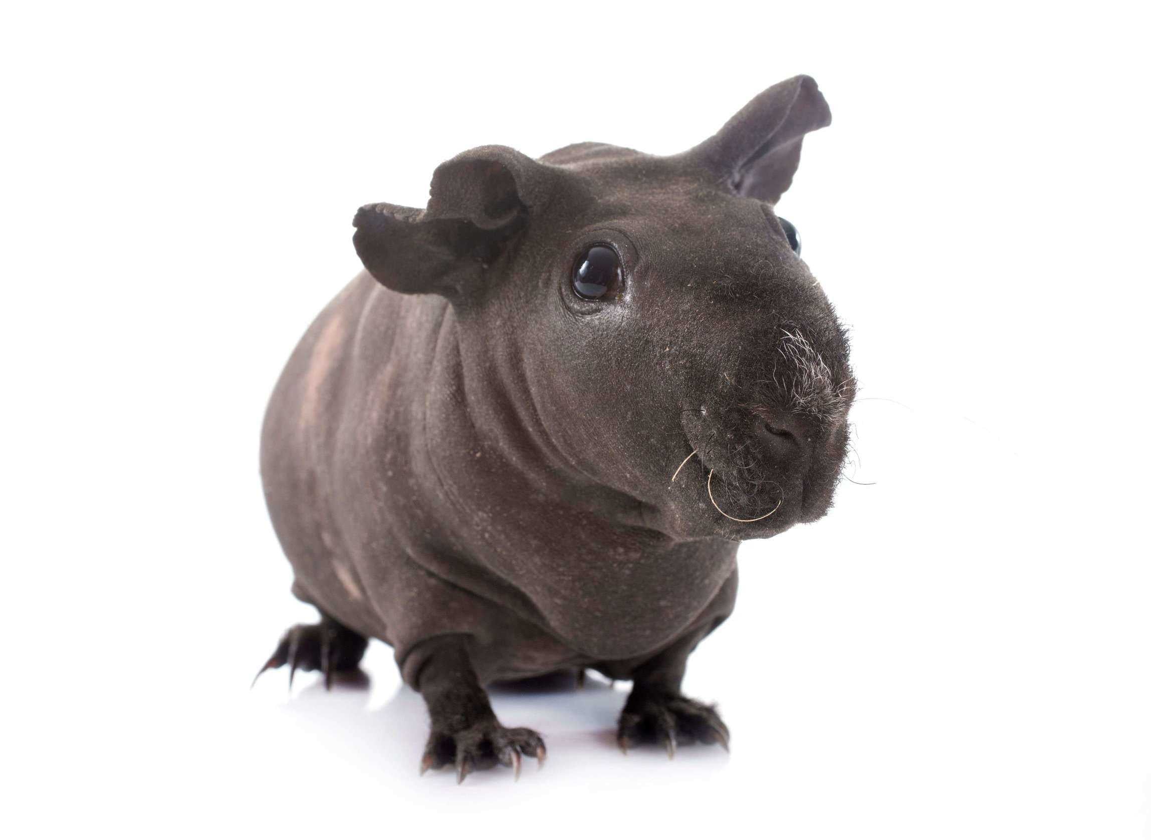 Guinea Pigs For Sale In India