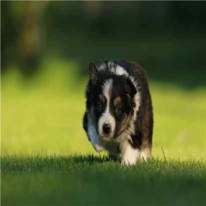 Golden Retriever vs Border Collie Breed Comparison