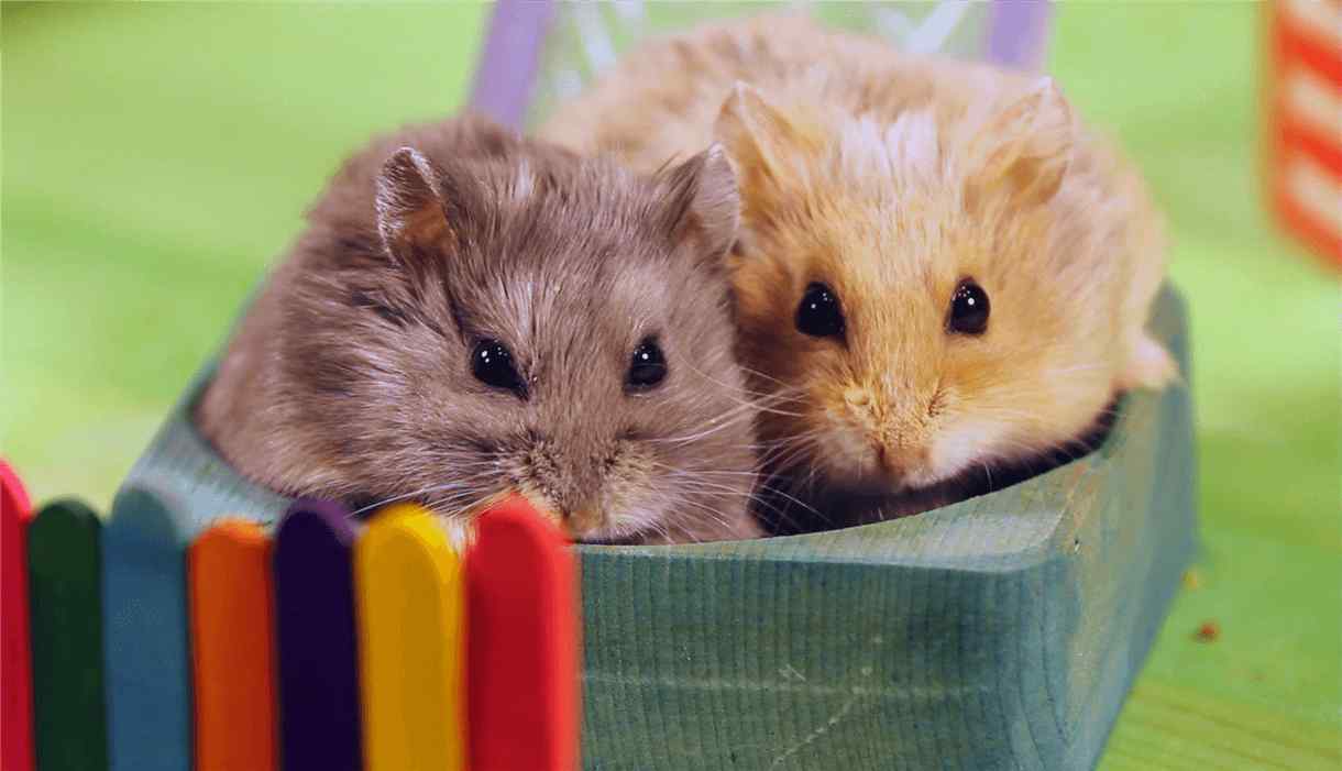 Hamsters Breed Information, Price, Tips & Facts