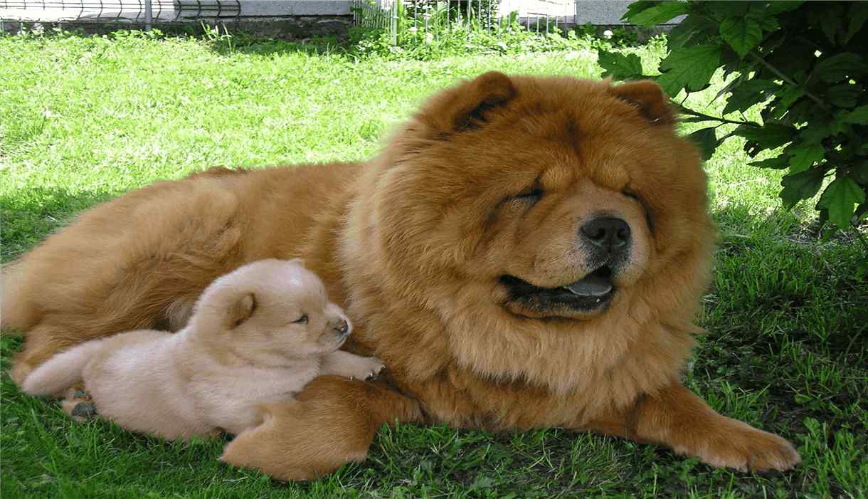 Chow Chow Dog Breed Information, Prices, Characteristics