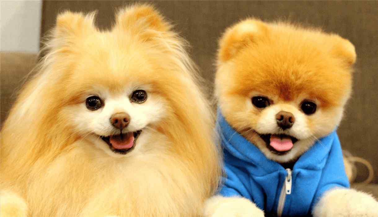 Boo boo dog sales breed