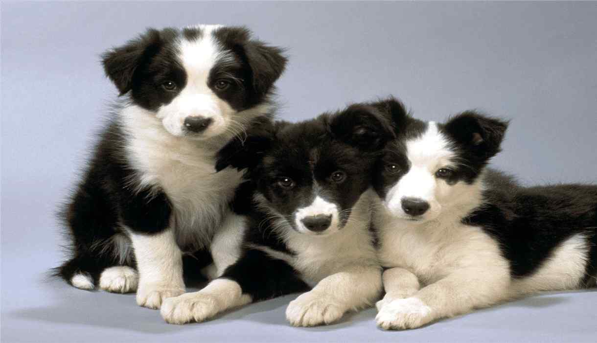 Border Collie Dog Breed Information, Prices