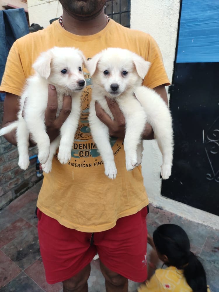 Pomeranian For Sale In Bhubaneswar