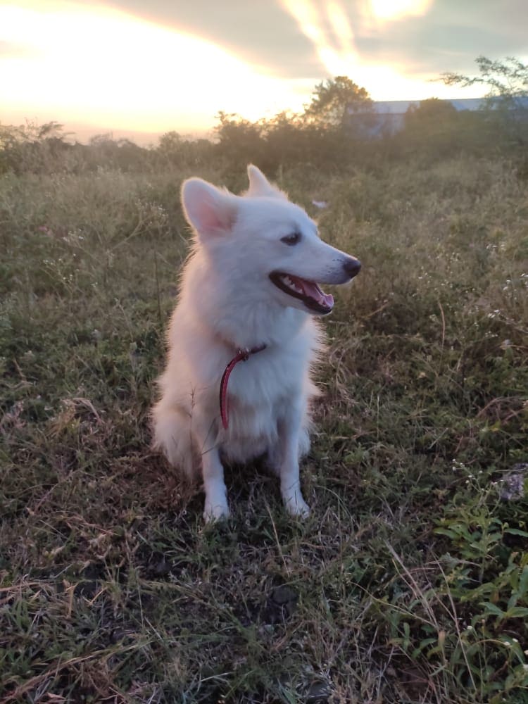 Pomeranian For Sale In Bhubaneswar