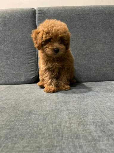 Poodle For Sale In Delhi