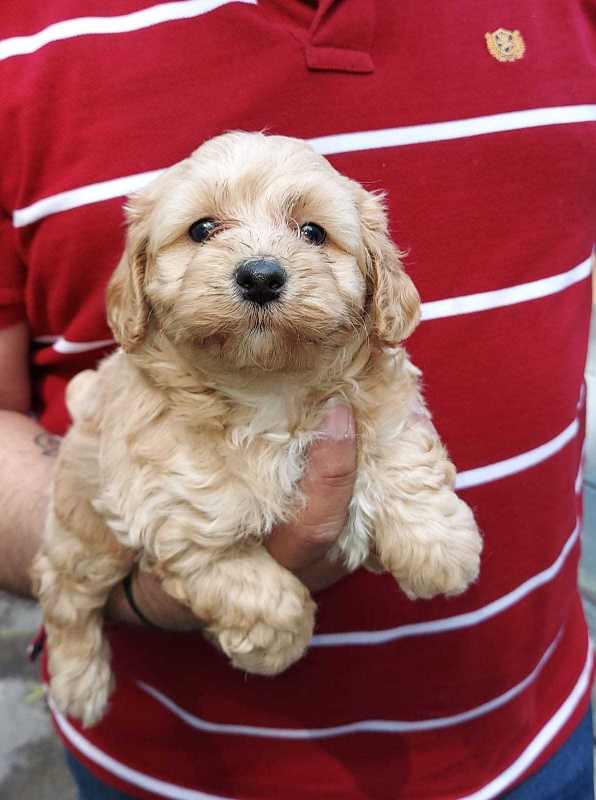 Poodle For Sale In Ahmedabad