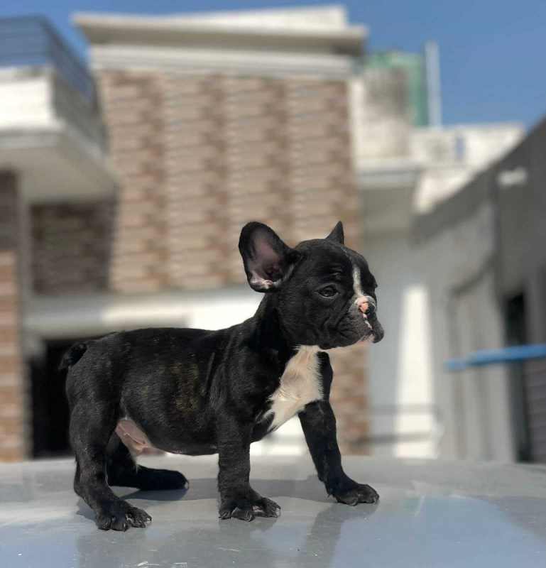 French Bulldog For Sale In Noida