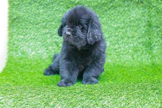 Newfoundland For Sale In Mumbai