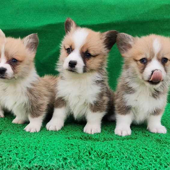 Pembroke Welsh Corgi Puppies for sale in Pune | Mr n Mrs Pet