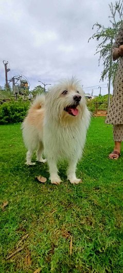 Pomeranian Dogs For Mating In Hyderabad