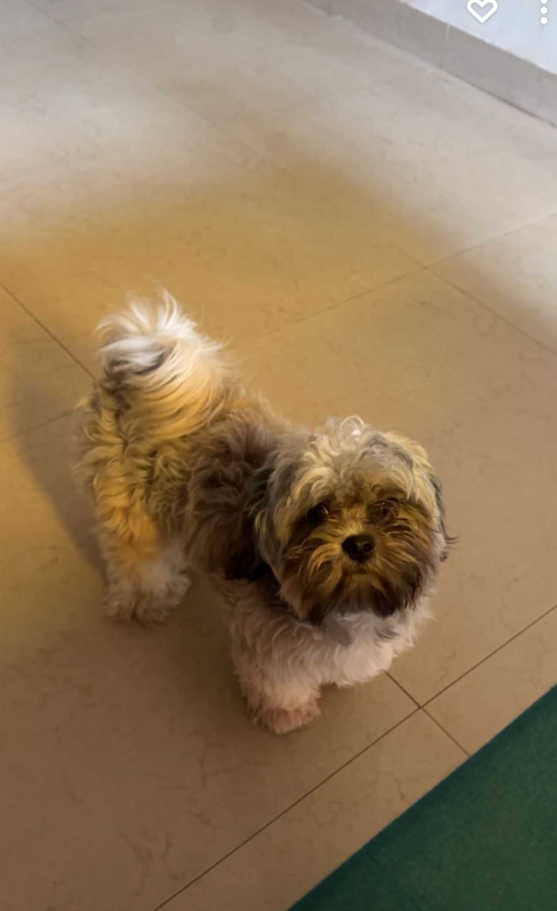 Lhasa apso shop male for mating