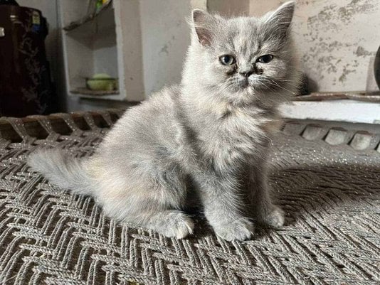 Exotic Shorthair For Sale In Kanpur