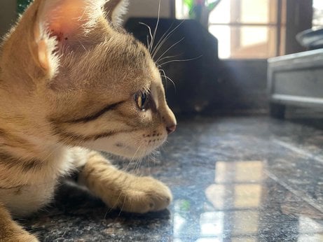 Indian Breed For Adoption In Udaipur