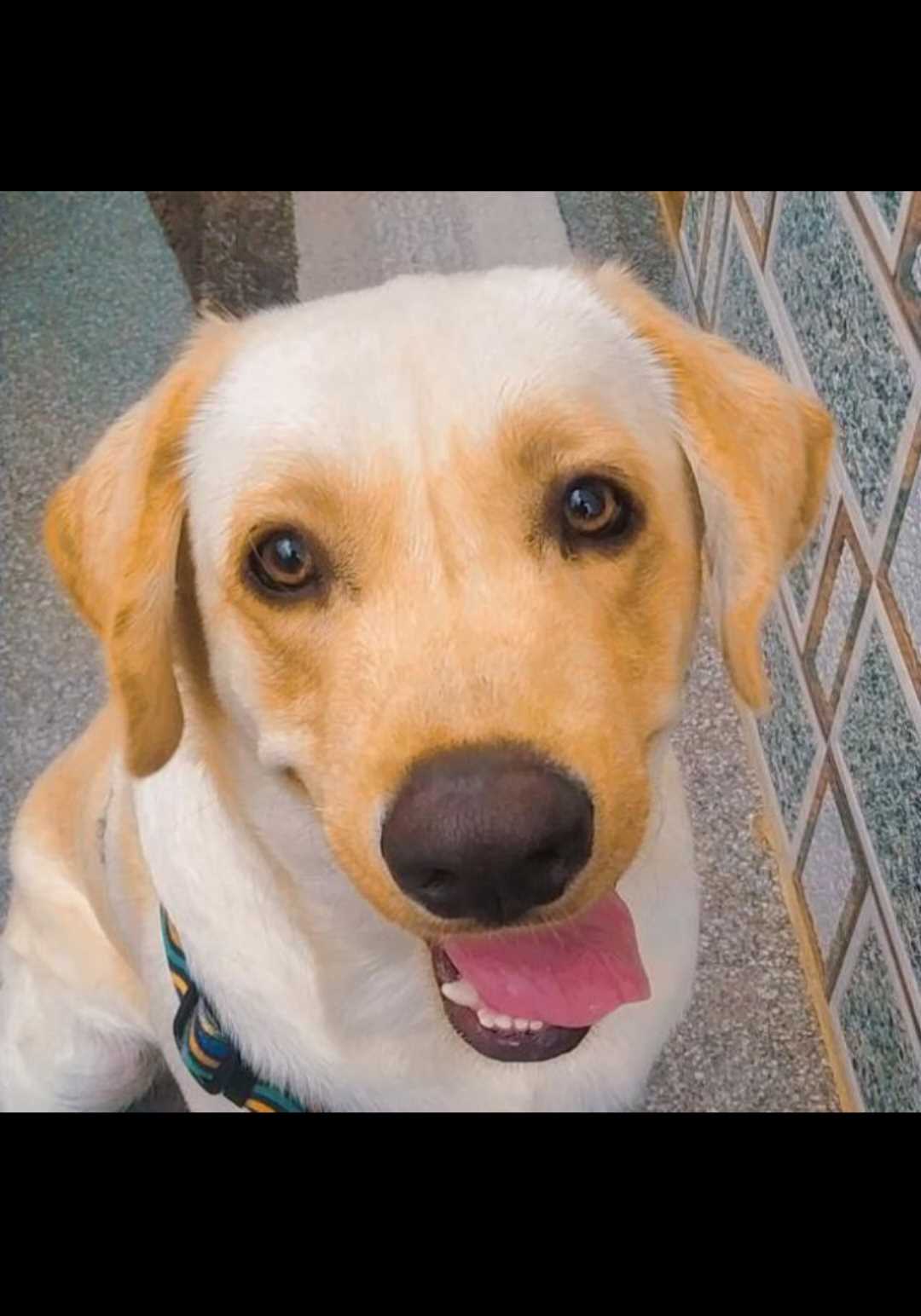 Labrador Retriever Dogs For Mating In Bangalore