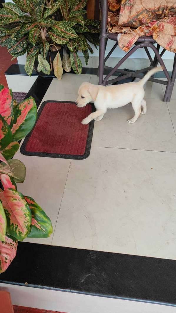 Labrador Retriever For Sale In Kochi