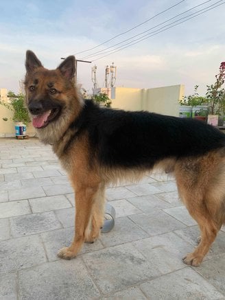 German Shepherd Dogs For Mating In Chennai