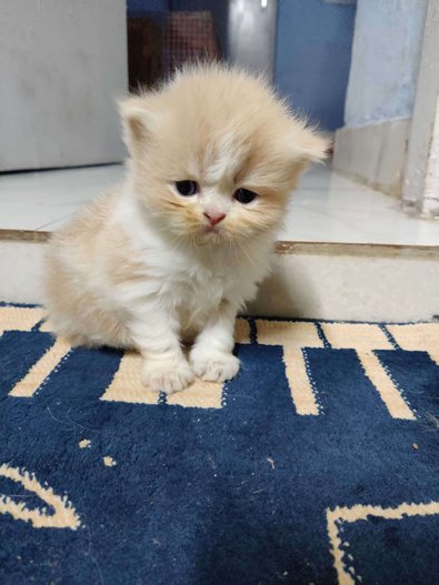 Persian Cat For Sale : Buy Persian Kittens Online At Best Price