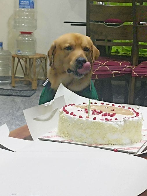 Golden Retriever Dogs For Mating In Chennai