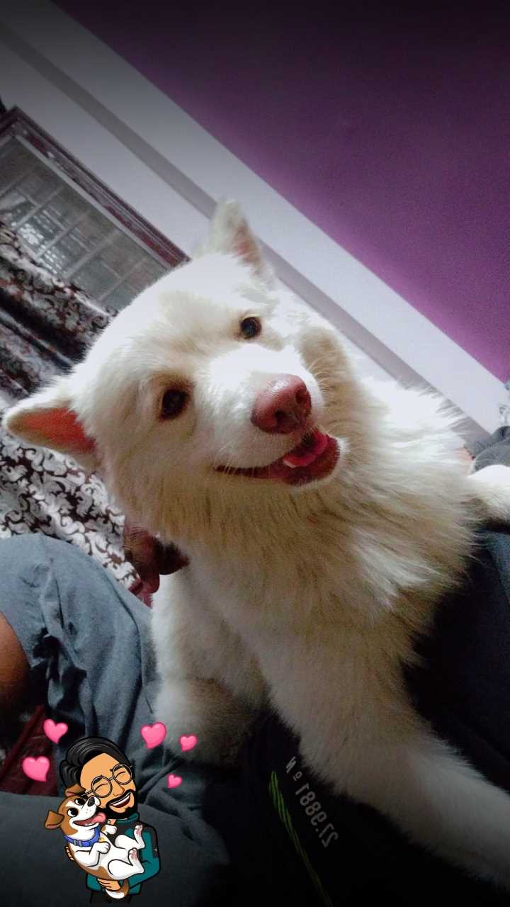 Indian Spitz Dogs For Mating In Hyderabad