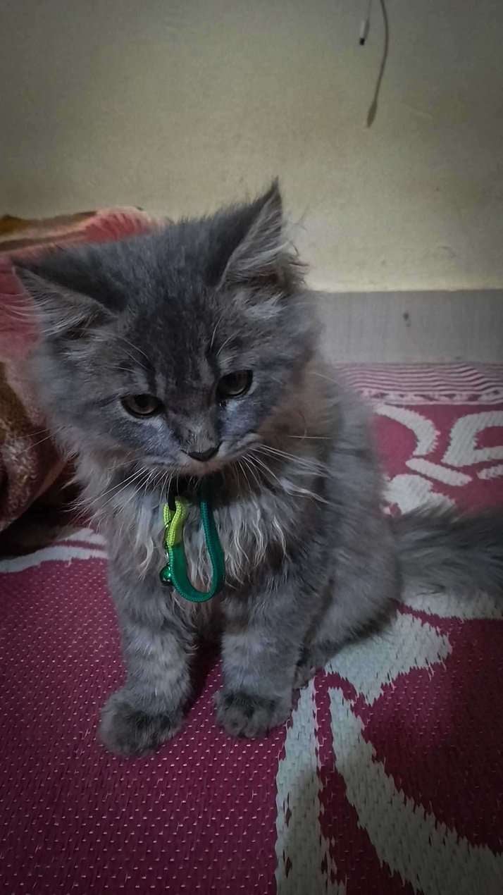Persian For Sale In Mangalore