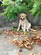 Labrador Retriever Dogs For  Mating In Chennai