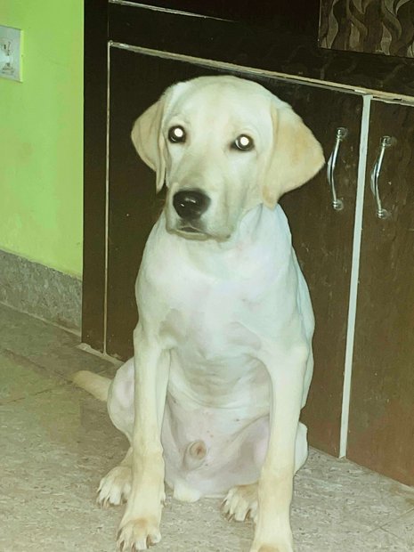 Labrador Retriever For Adoption In Moradabad