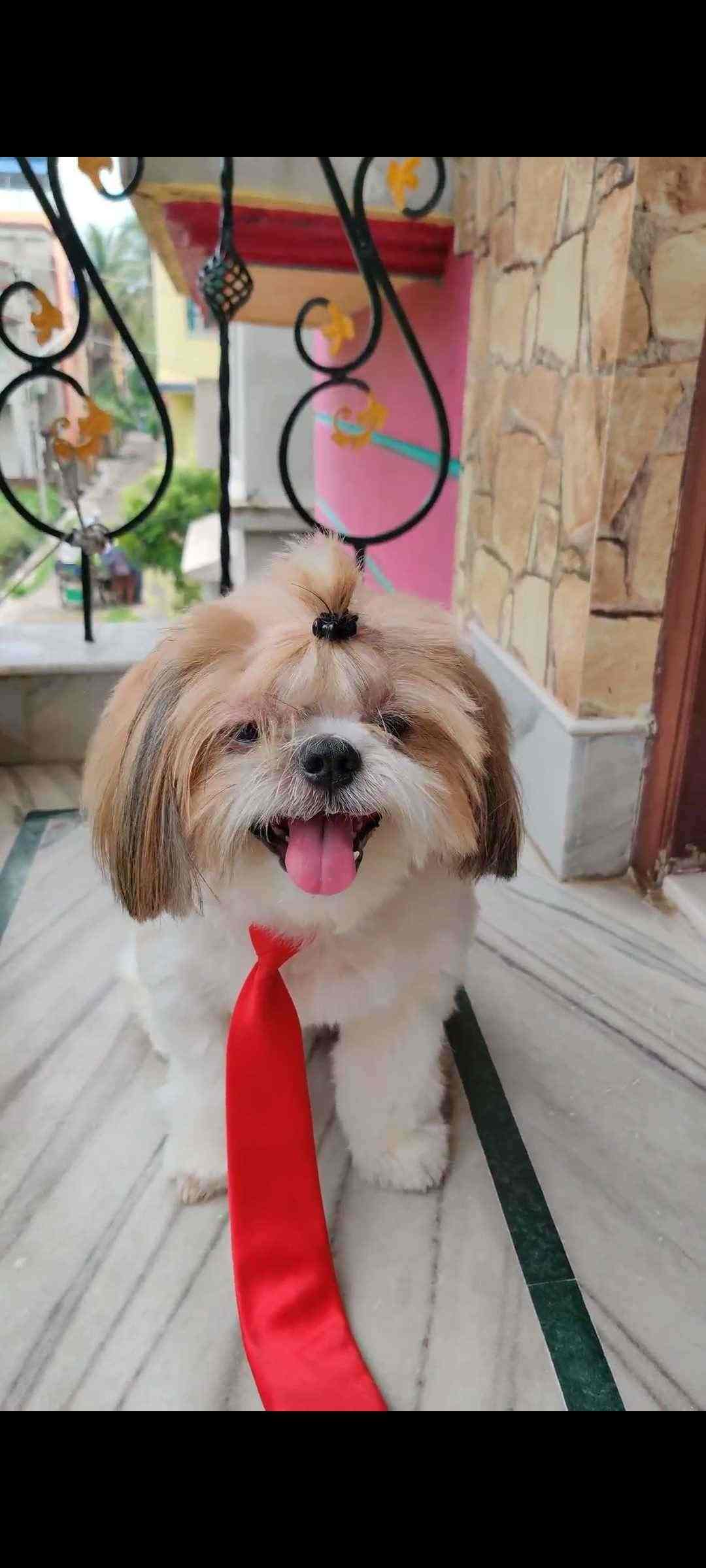 Shih Tzu Dogs For Mating In Kolkata