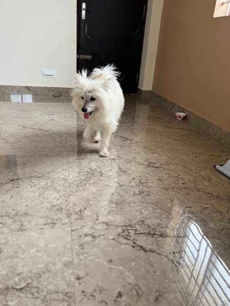 Lhasa Apso Dogs For Mating In Coimbatore