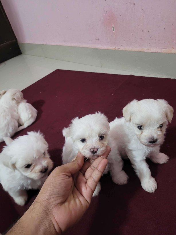 Maltese For Sale In Bangalore