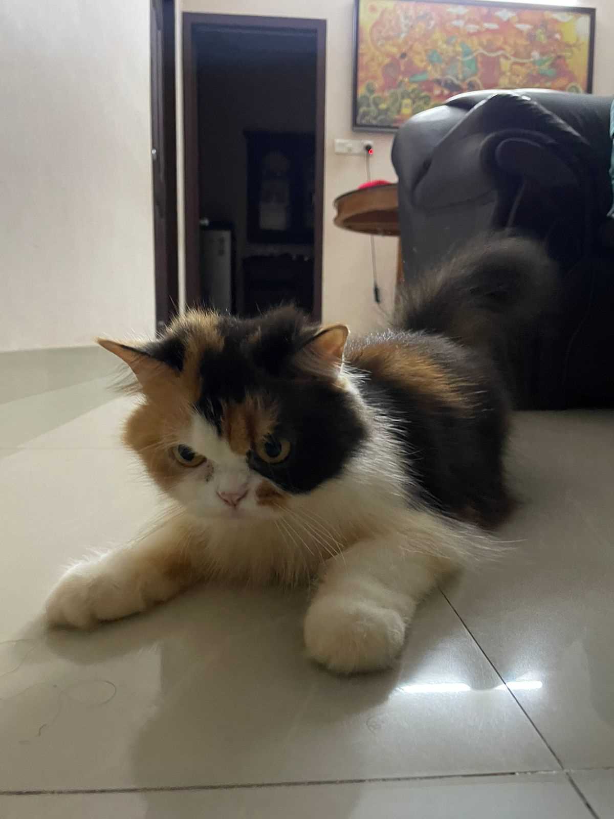 Calico persian cat shop price