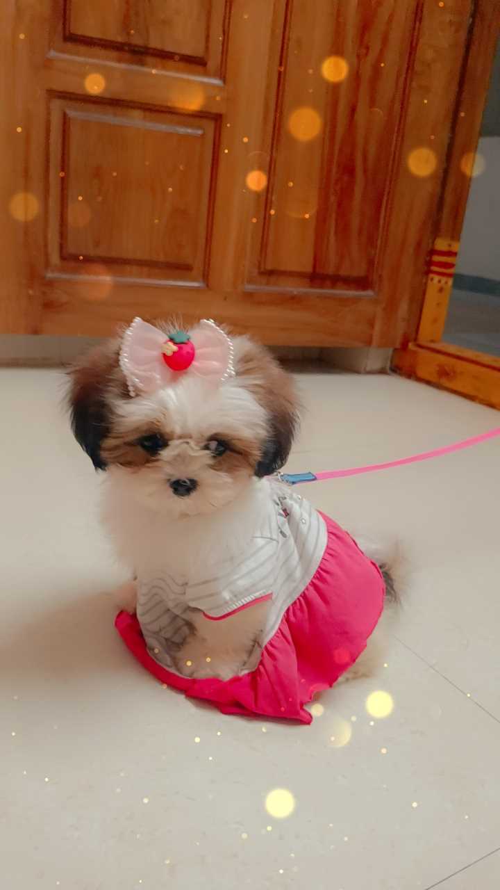 Shih tzu dog hot sale for sale olx