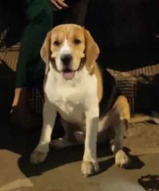 Beagle Dogs For Mating In Mumbai